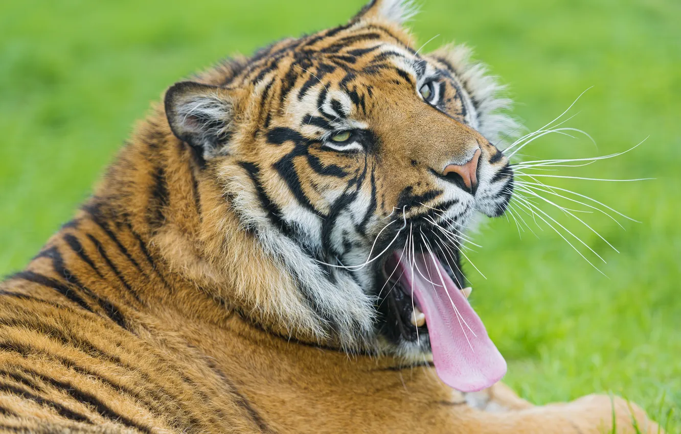 Фото обои язык, кошка, тигр, зевает, ©Tambako The Jaguar, суматранский