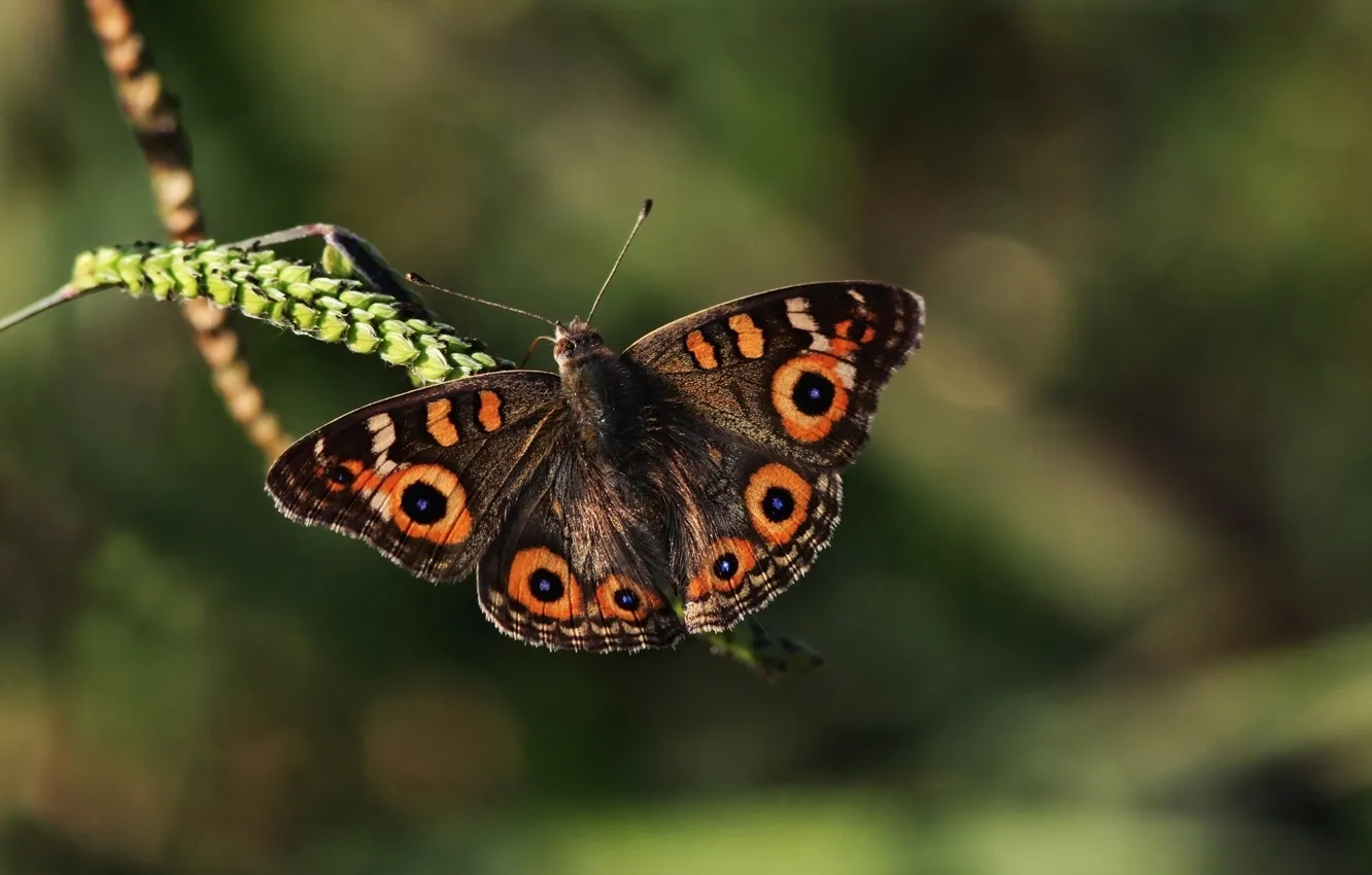 Фото обои бабочка, размытость, травинка, колосок
