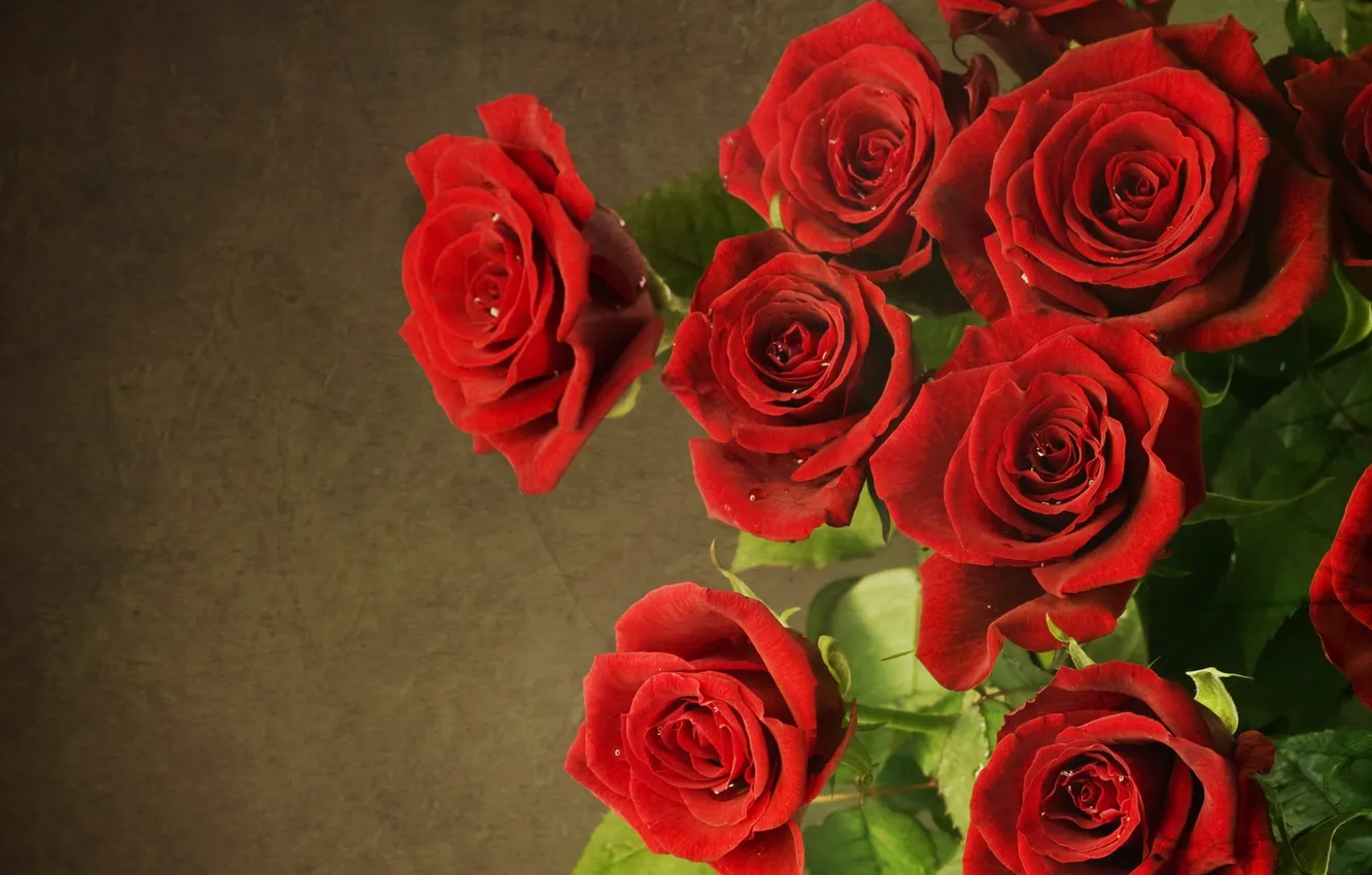 Фото обои цветы, розы, красные, red, flowers, roses