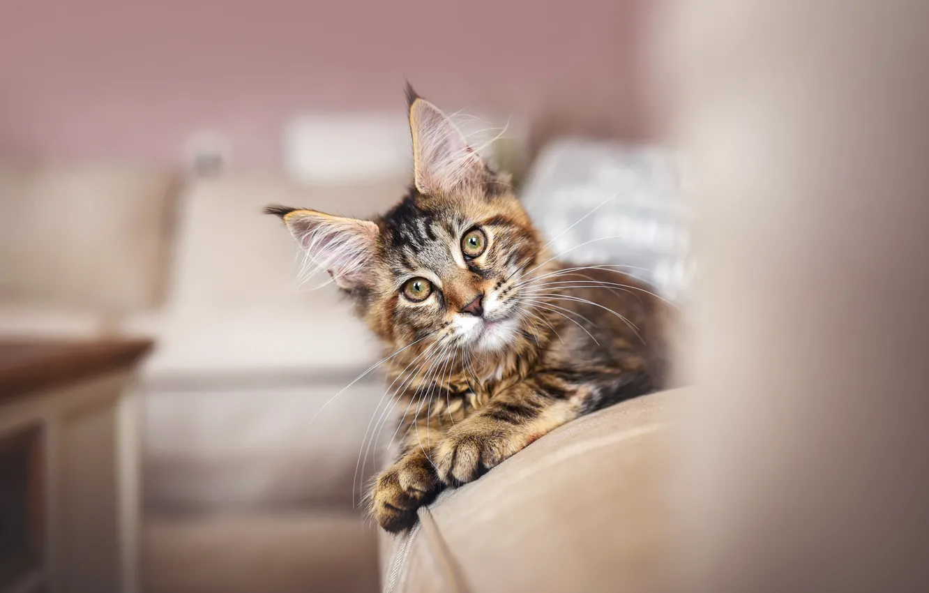 Фото обои кошка, кот, взгляд, котенок, комната, диван, мебель, лежит