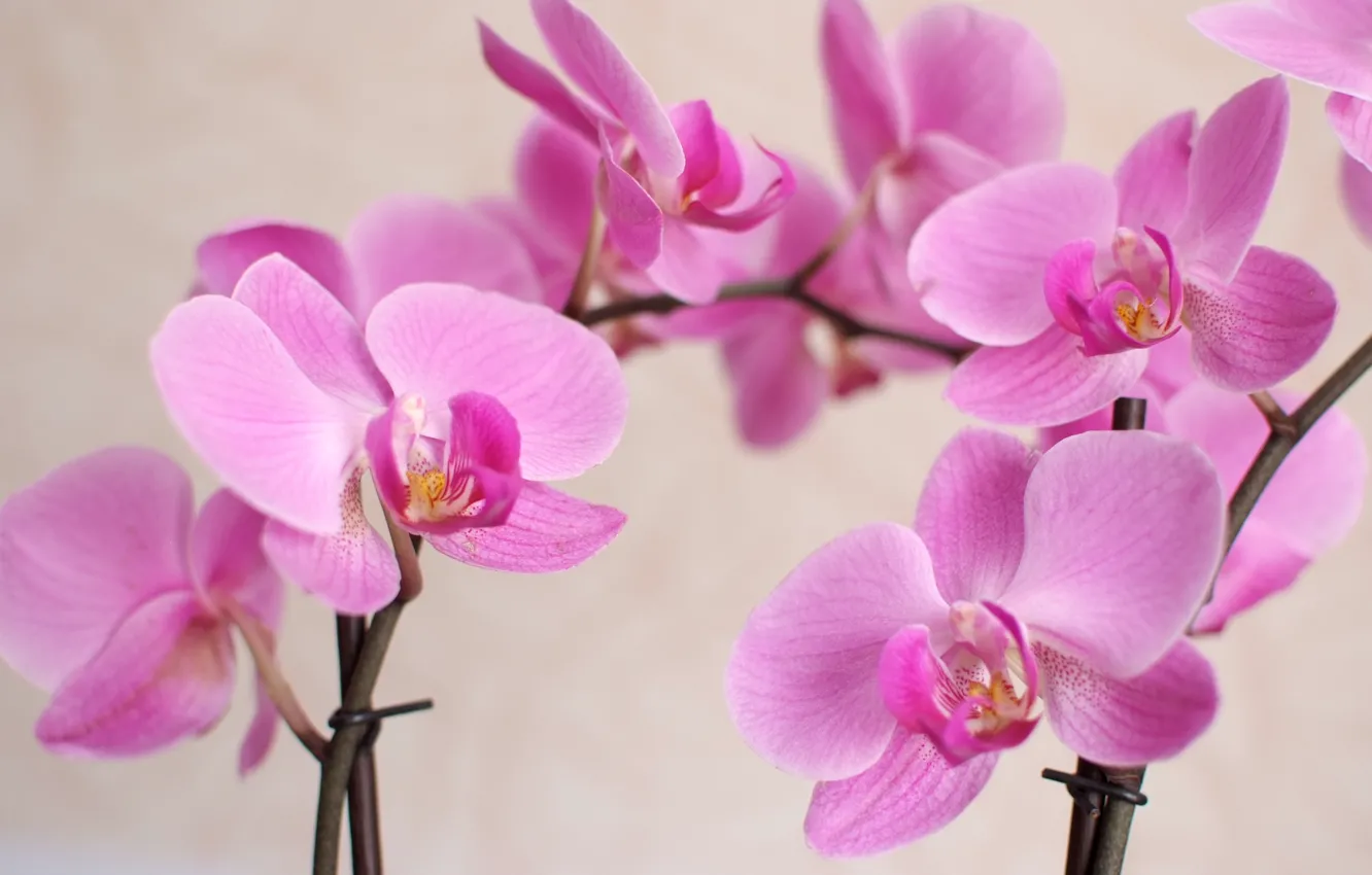 Фото обои макро, цветы, лепестки, орхидеи, орхидея