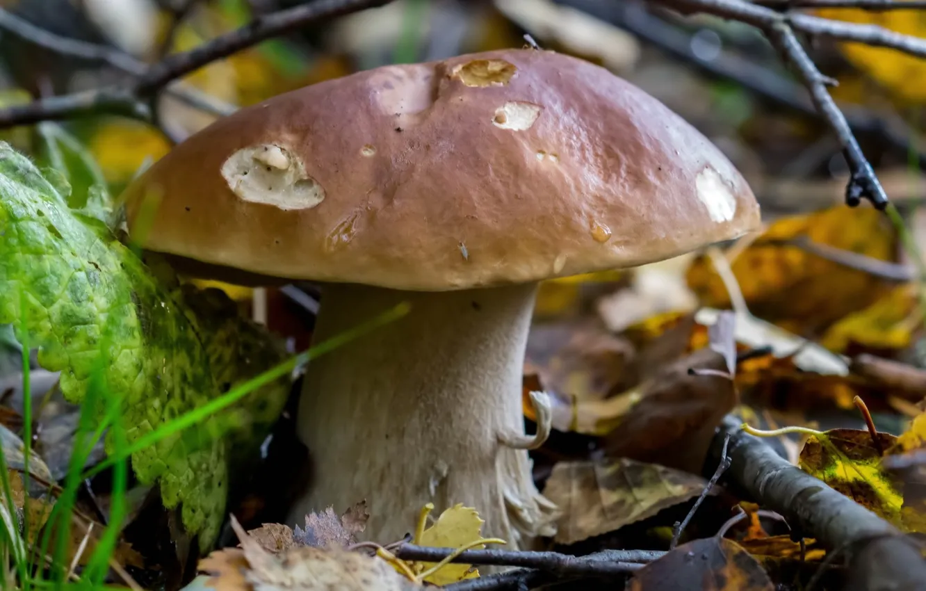 Фото обои осень, листья, гриб