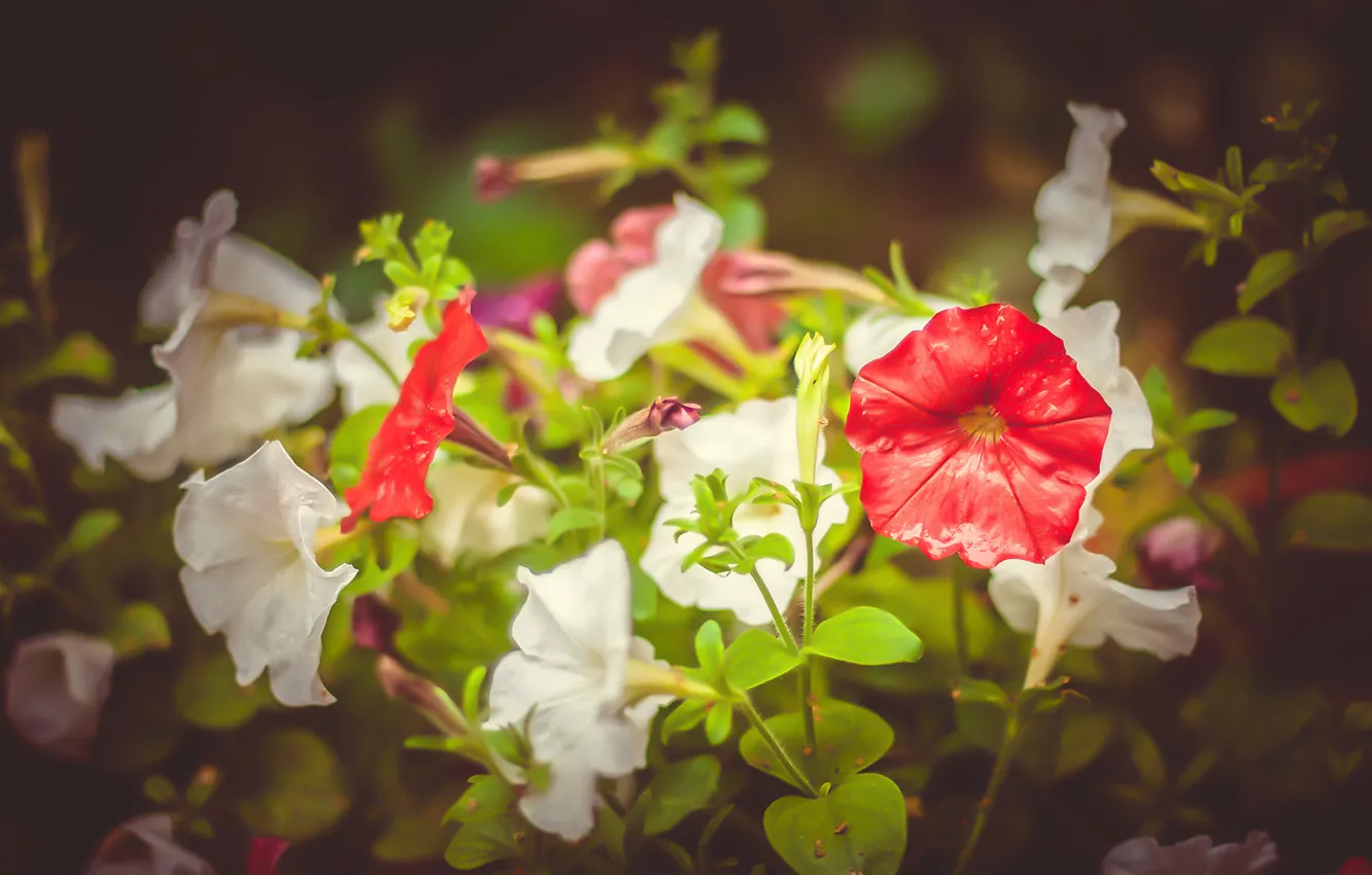 Фото обои цветок, макро, цветы, Петуния, petunia