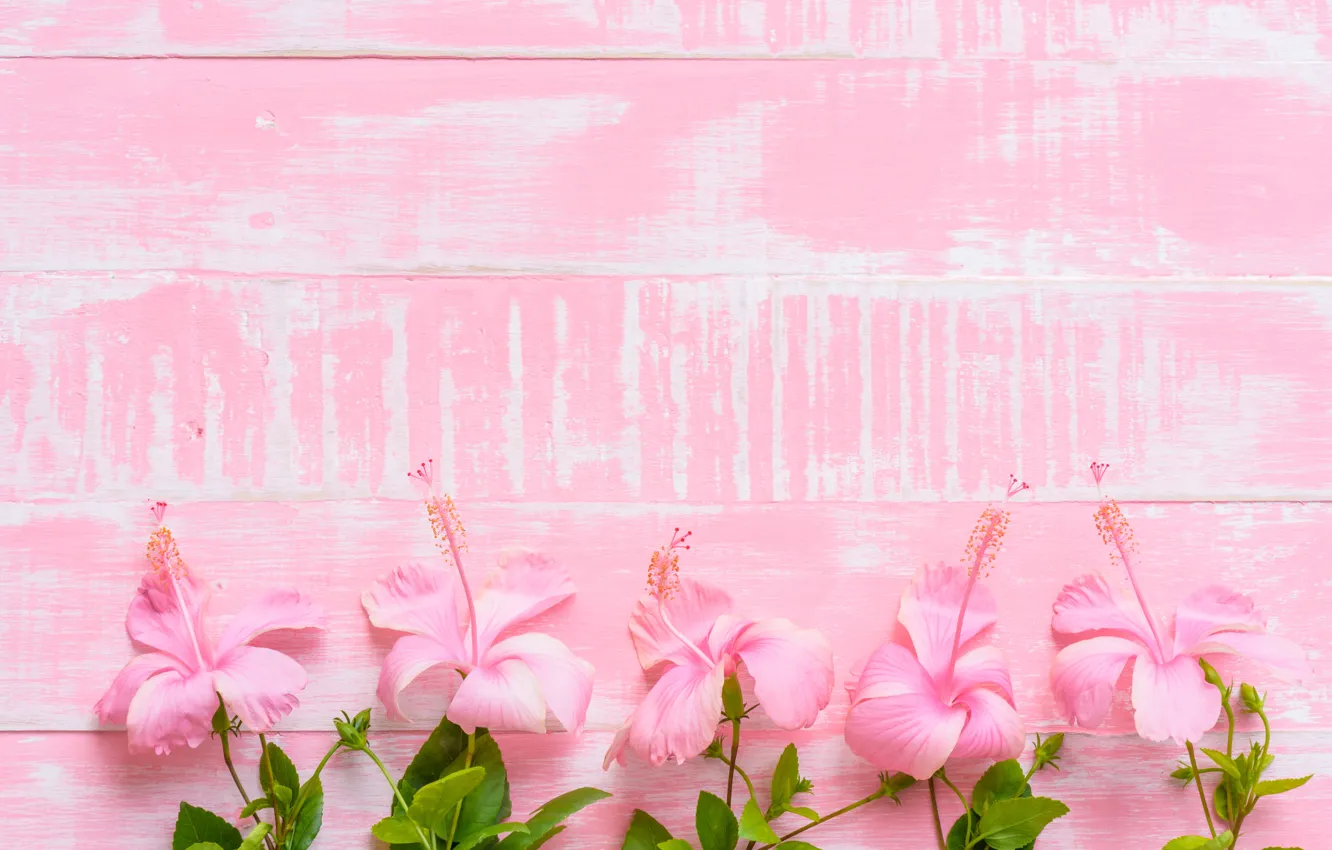 Фото обои цветы, фон, розовый, wood, pink, flowers