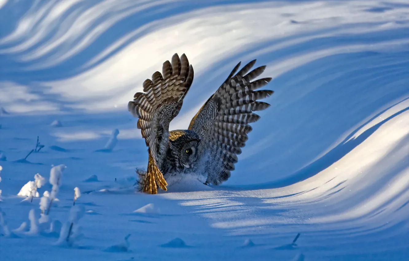 Фото обои снег, сова, птица