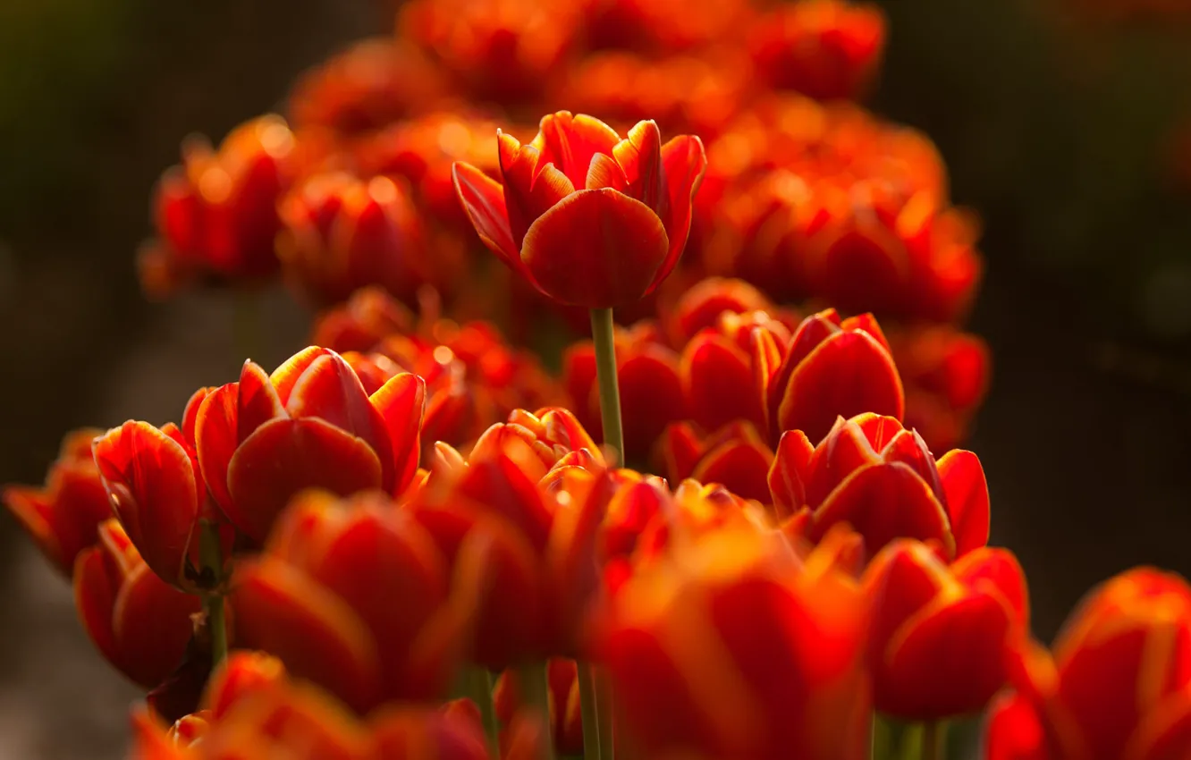 Фото обои цветы, яркие, тюльпаны, красные, клумба, боке