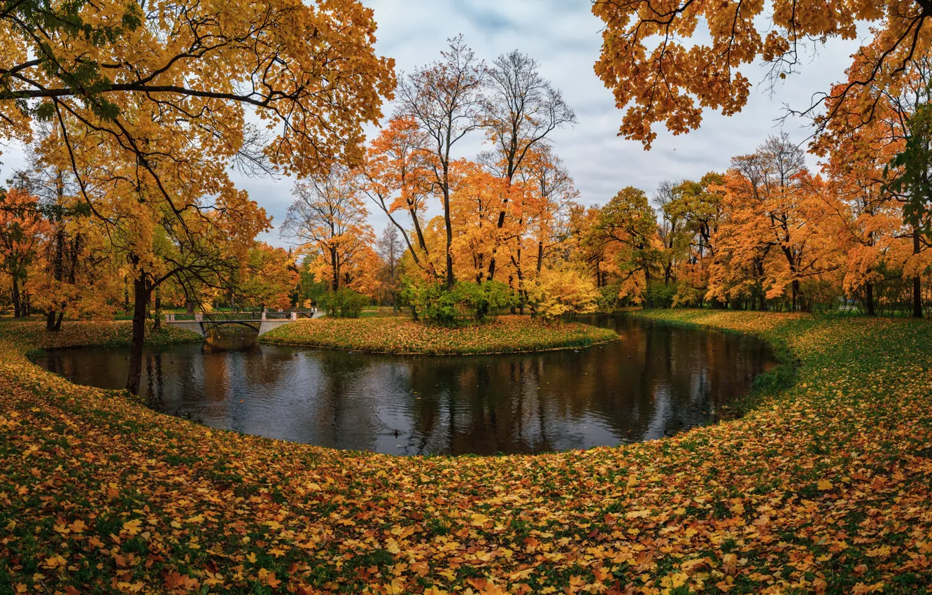 Фото обои осень, деревья, пруд, парк, Санкт-Петербург, Россия, островок, опавшие листья