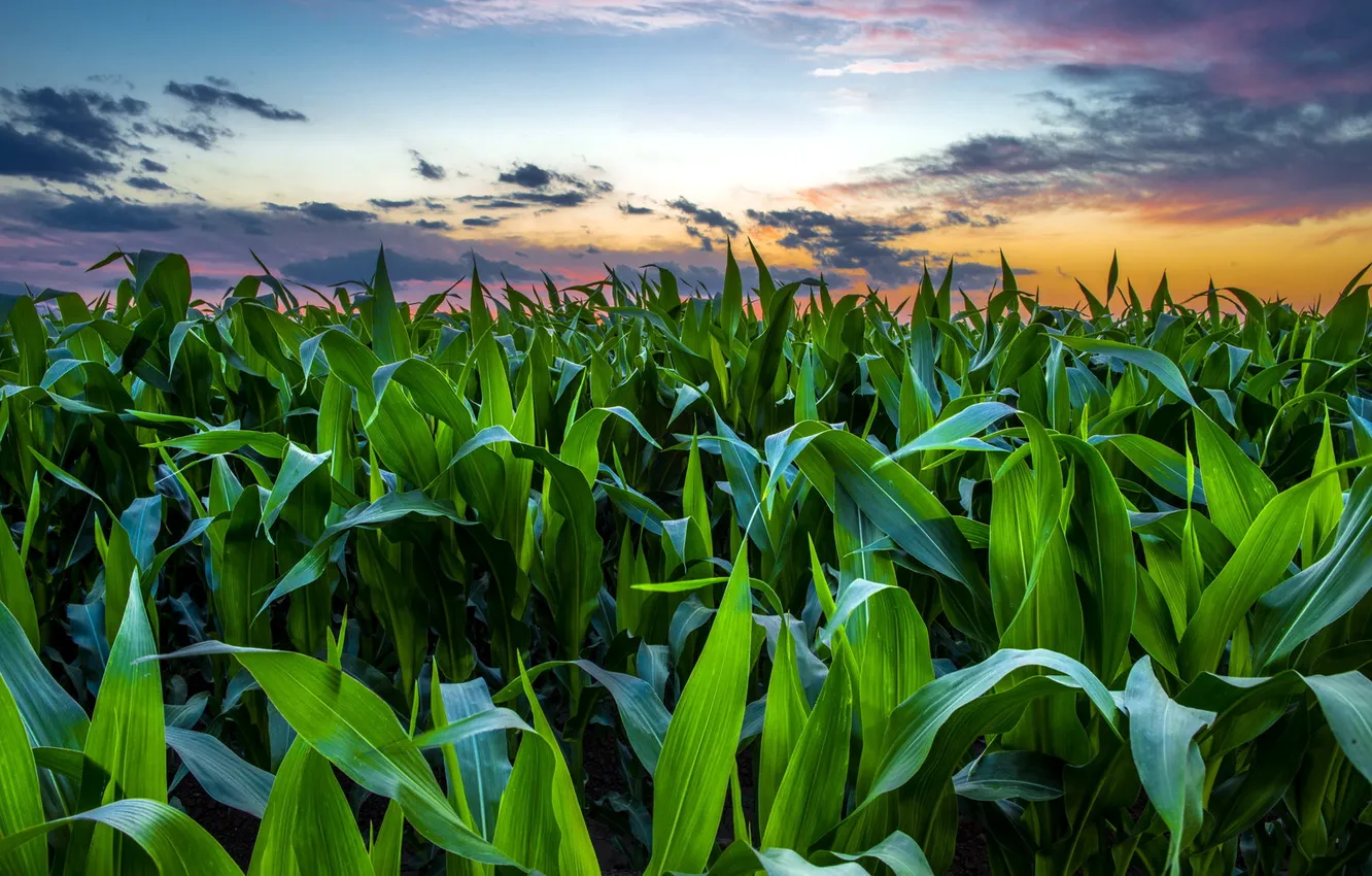 Фото обои поле, закат, кукуруза
