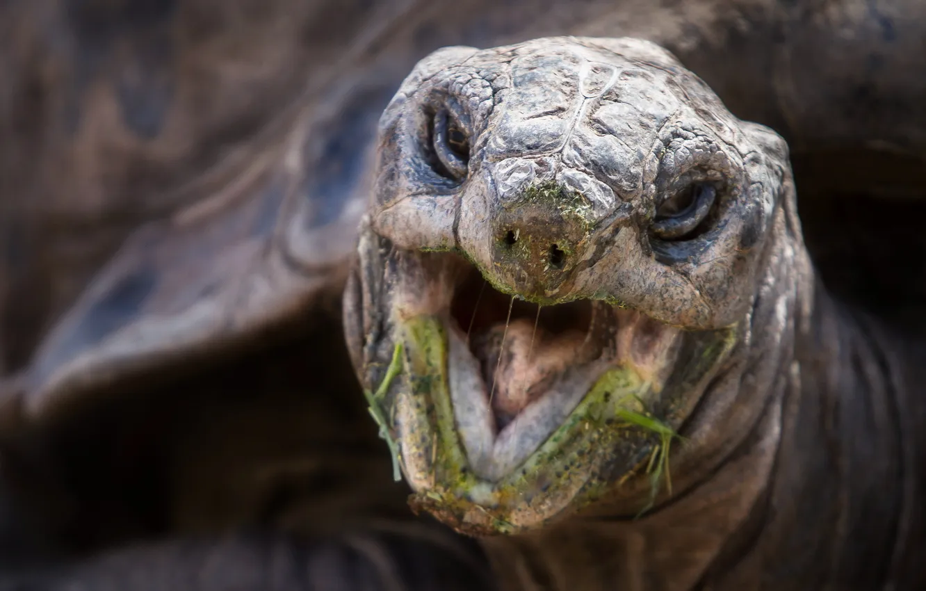 Фото обои макро, природа, Aldabra Tortoise