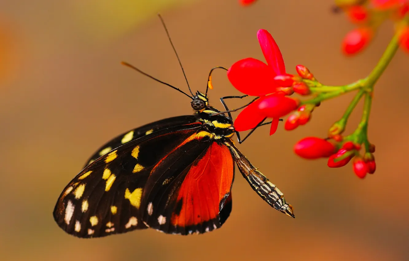 Фото обои цветок, бабочка, растение, крылья, насекомое, мотылек
