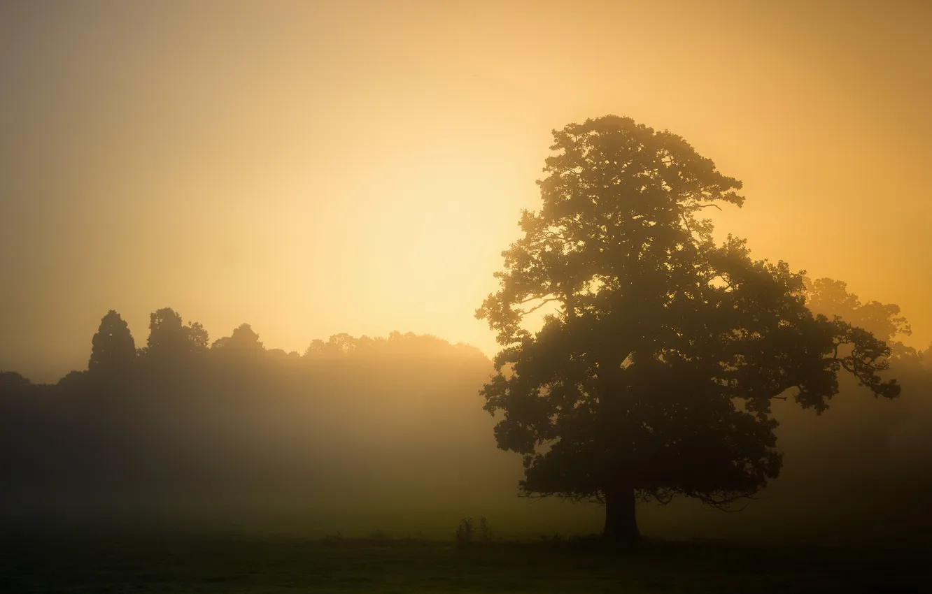 Фото обои пейзаж, закат, туман, дерево
