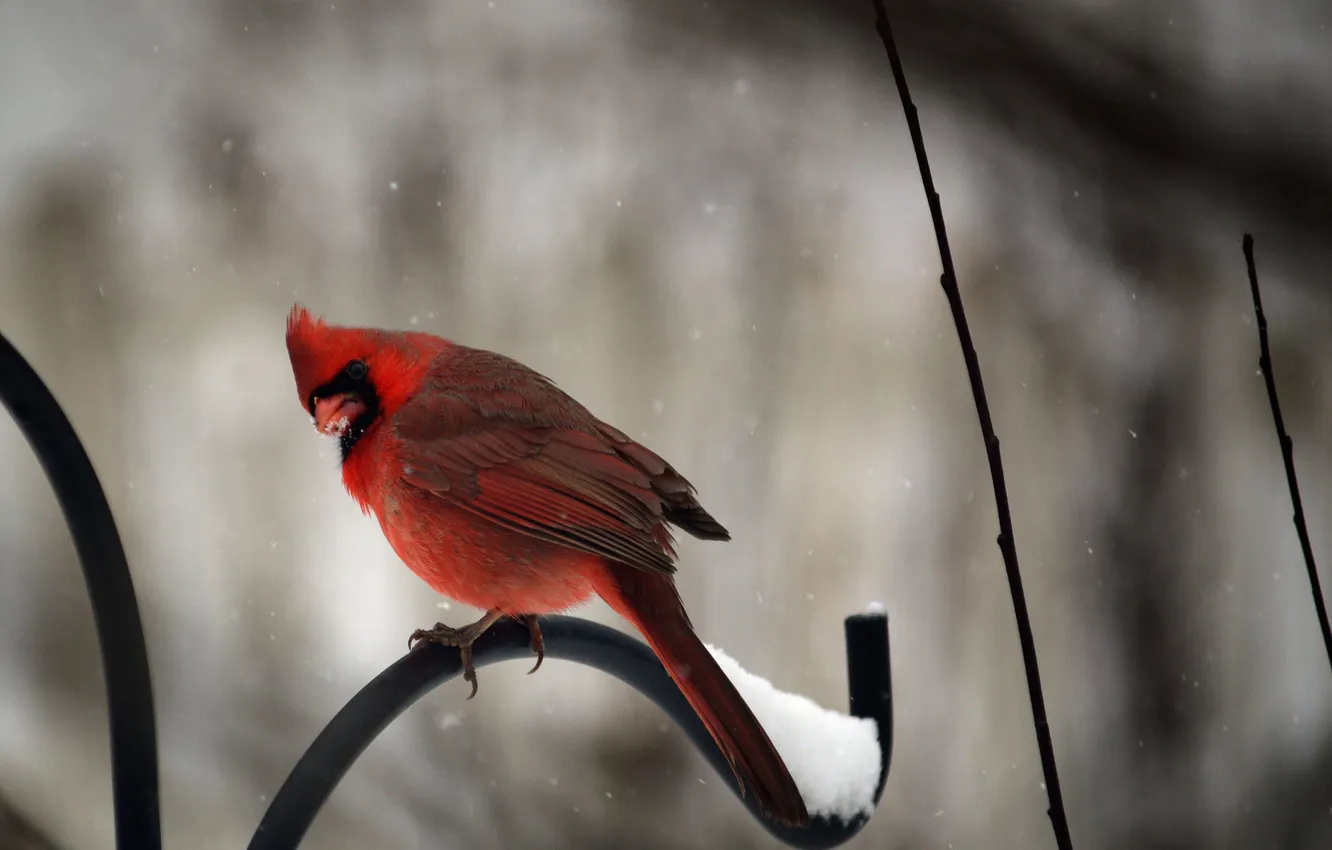 Фото обои зима, снег, птица, забор, красная, кардинал, cardinal