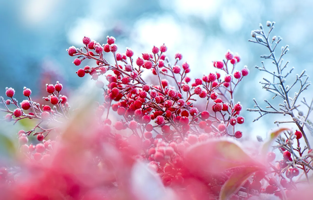 Фото обои зима, иней, осень, ветки, ягоды, размытие, плоды, розовые