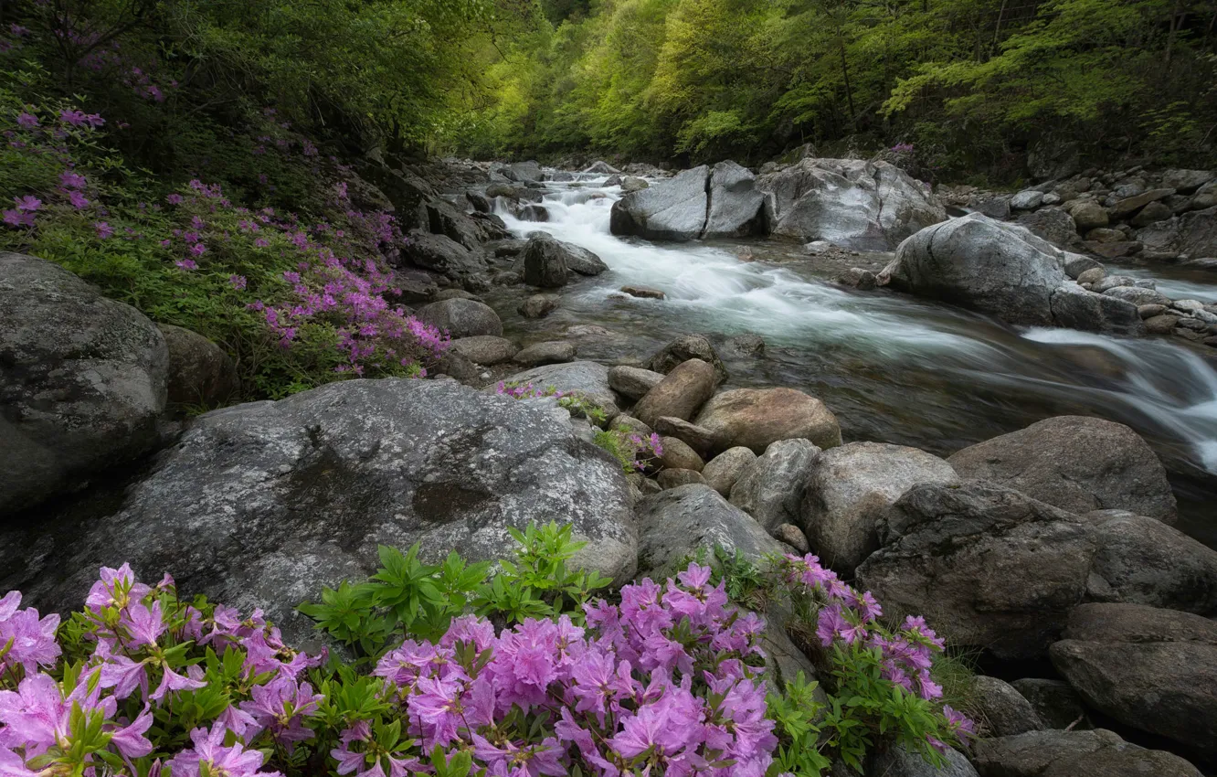Фото обои лес, цветы, ручей, камни, берег, течение, поток, весна