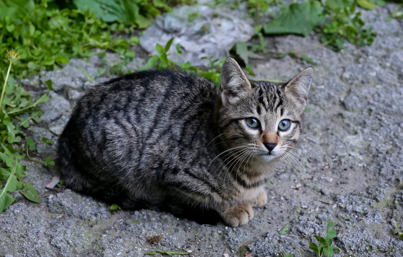 Фото обои кошка, трава, взгляд, природа, поза, котенок, серый, дорожка