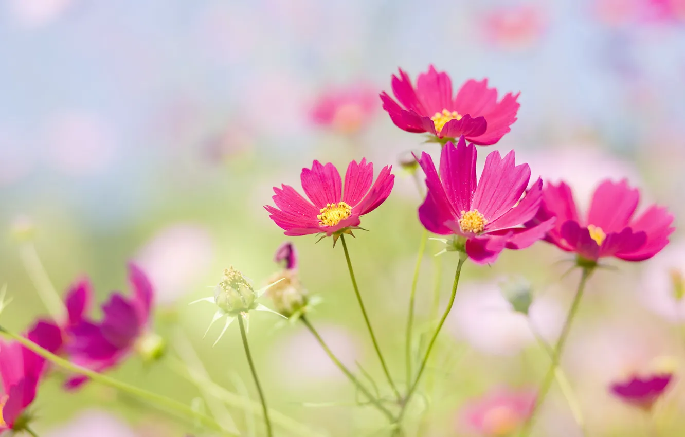 Фото обои цветок, цветы, поляна, лепестки, луг, flower