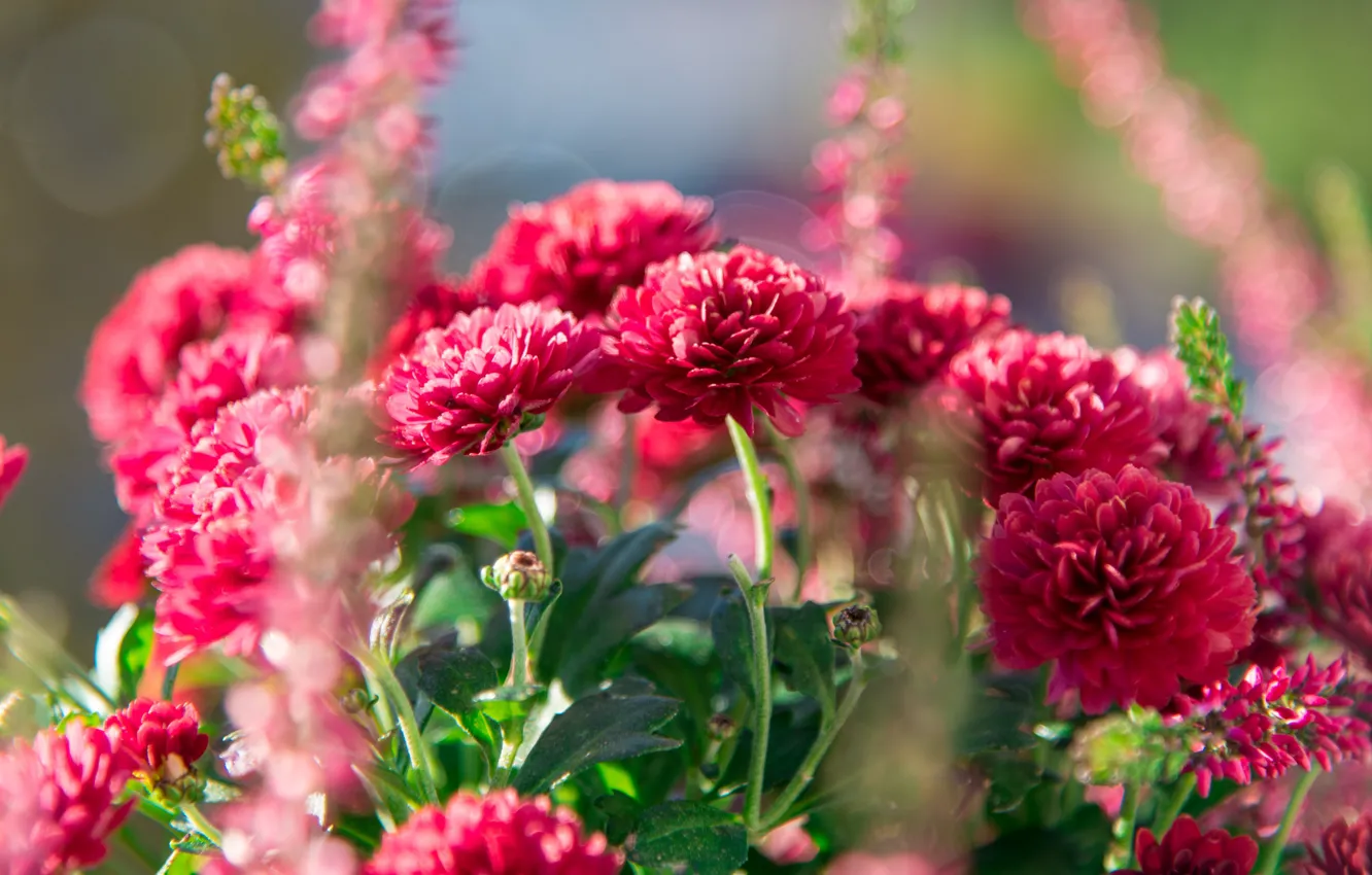 Фото обои листья, свет, цветы, красный, клумба, хризантемы, боке, кустики