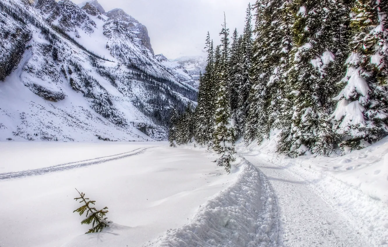 Фото обои дорога, лес, снег, горы, trees, landscape, nature, winter