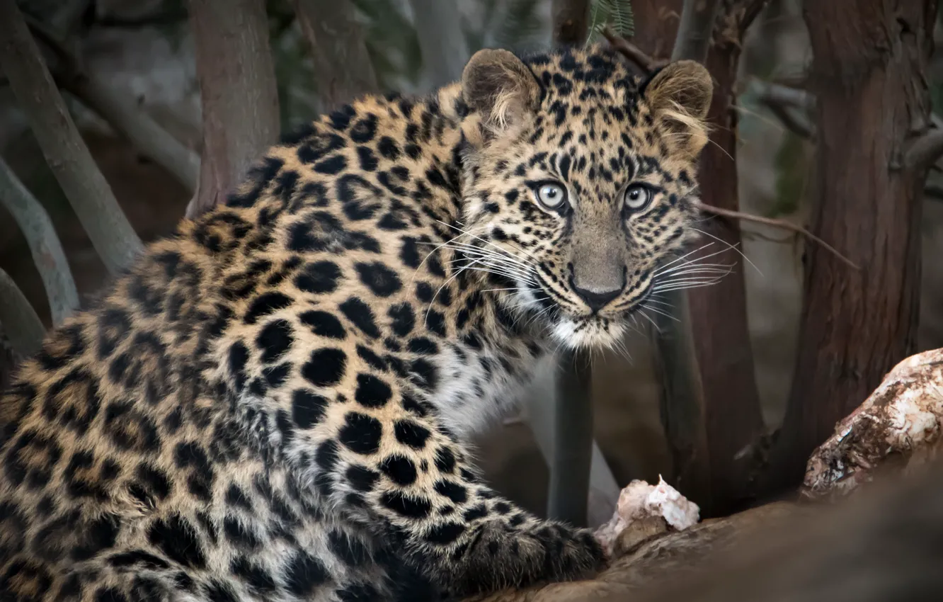 Фото обои взгляд, Амурский леопард, большой кот, зоопарк Сан-Диего