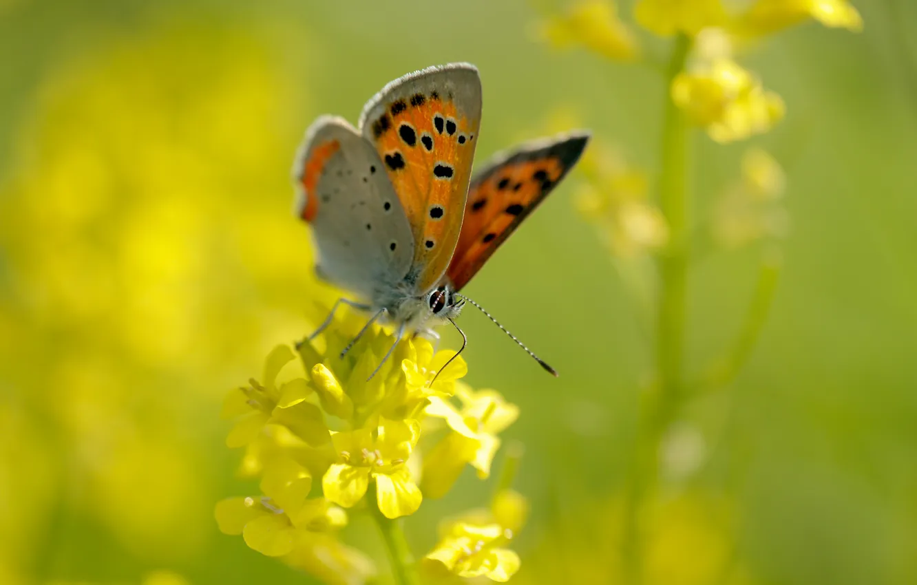 Фото обои цветок, лето, макро, желтый, природа, бабочка, насекомое
