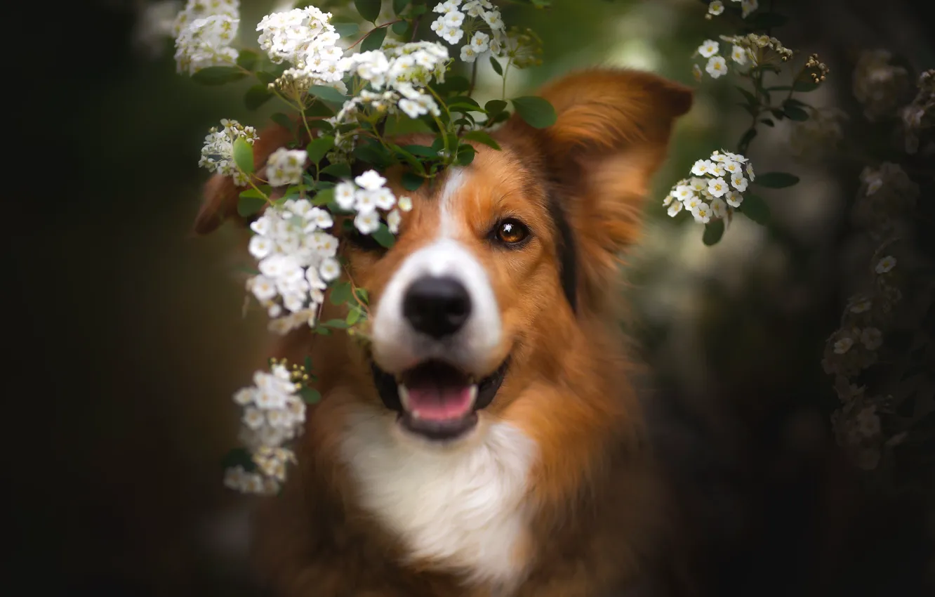 Фото обои взгляд, морда, ветки, собака, весна, цветение, цветки, Бордер-колли