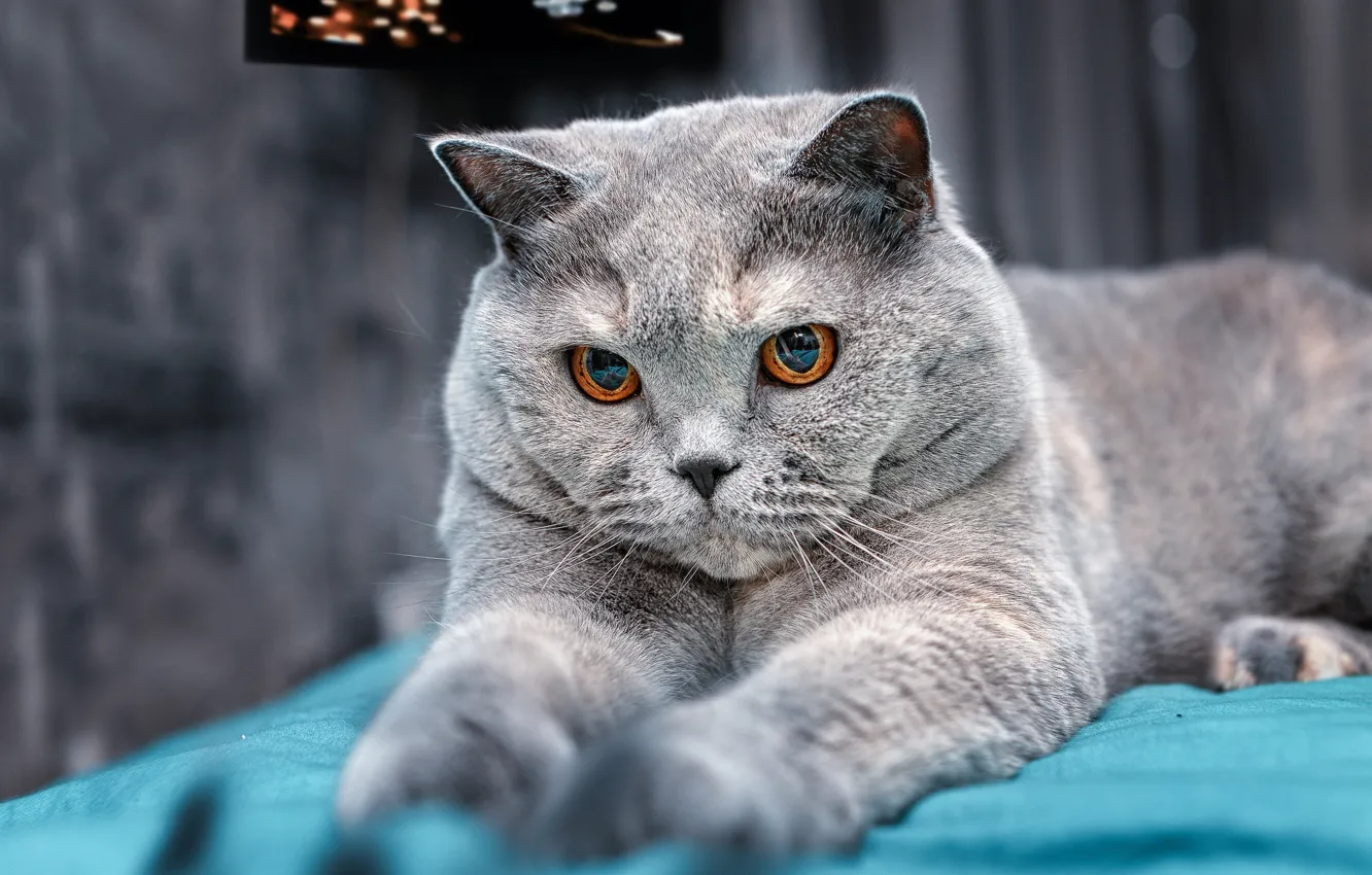 Фото обои кот, серый, лапы, мордочка, Британская короткошёрстная кошка
