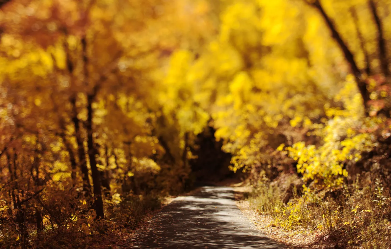 Фото обои дорога, осень, листья, солнце, деревья, тень