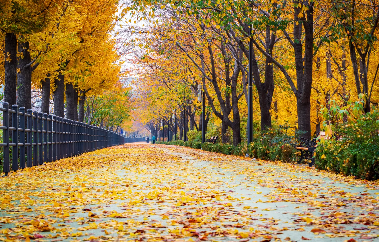 Фото обои дорога, осень, листья, деревья, парк, road, nature, park