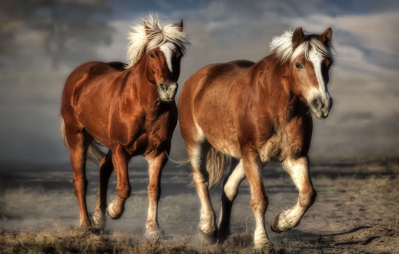 Фото обои фон, лошади, компьютерный дизайн