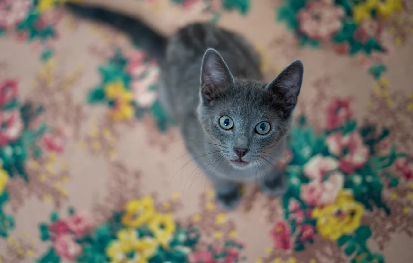 Фото обои кошка, взгляд, поза, котенок, серый, ковер, мордашка, сидит