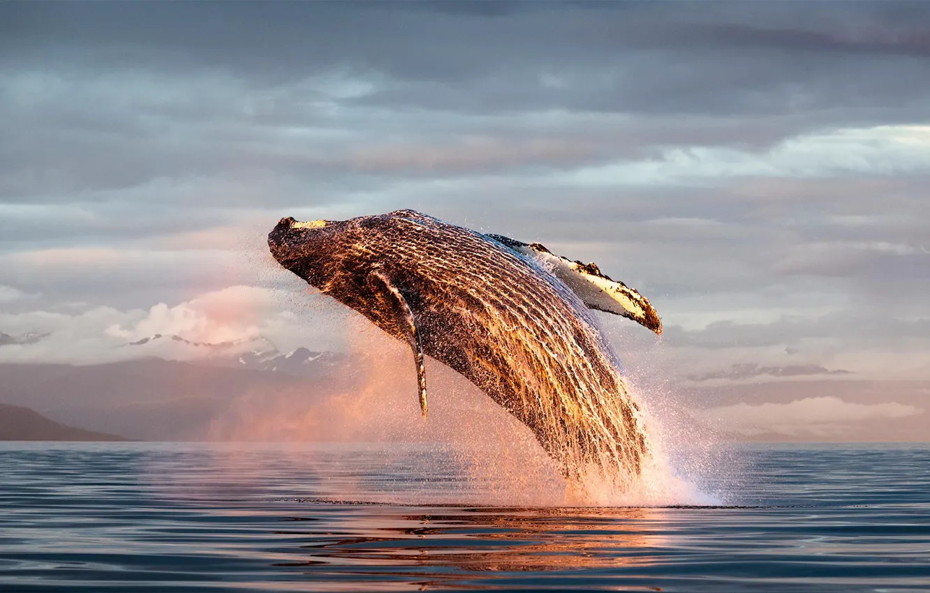Фото обои Аляска, млекопитающее, горбатый кит