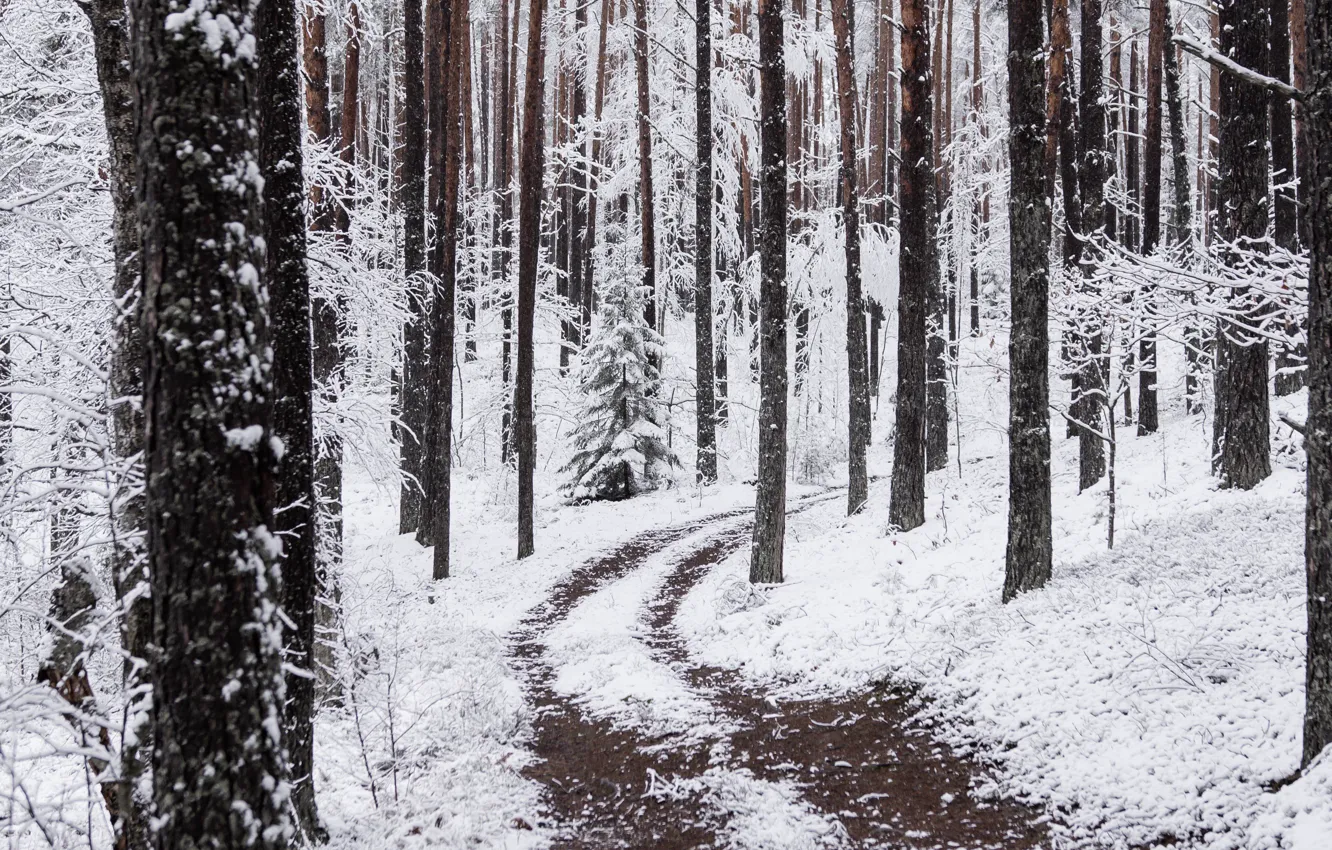 Фото обои зима, лес, снег, деревья, природа, тропинка