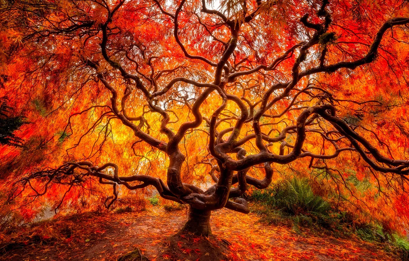 Фото обои осень, лес, листья, дерево, ветви
