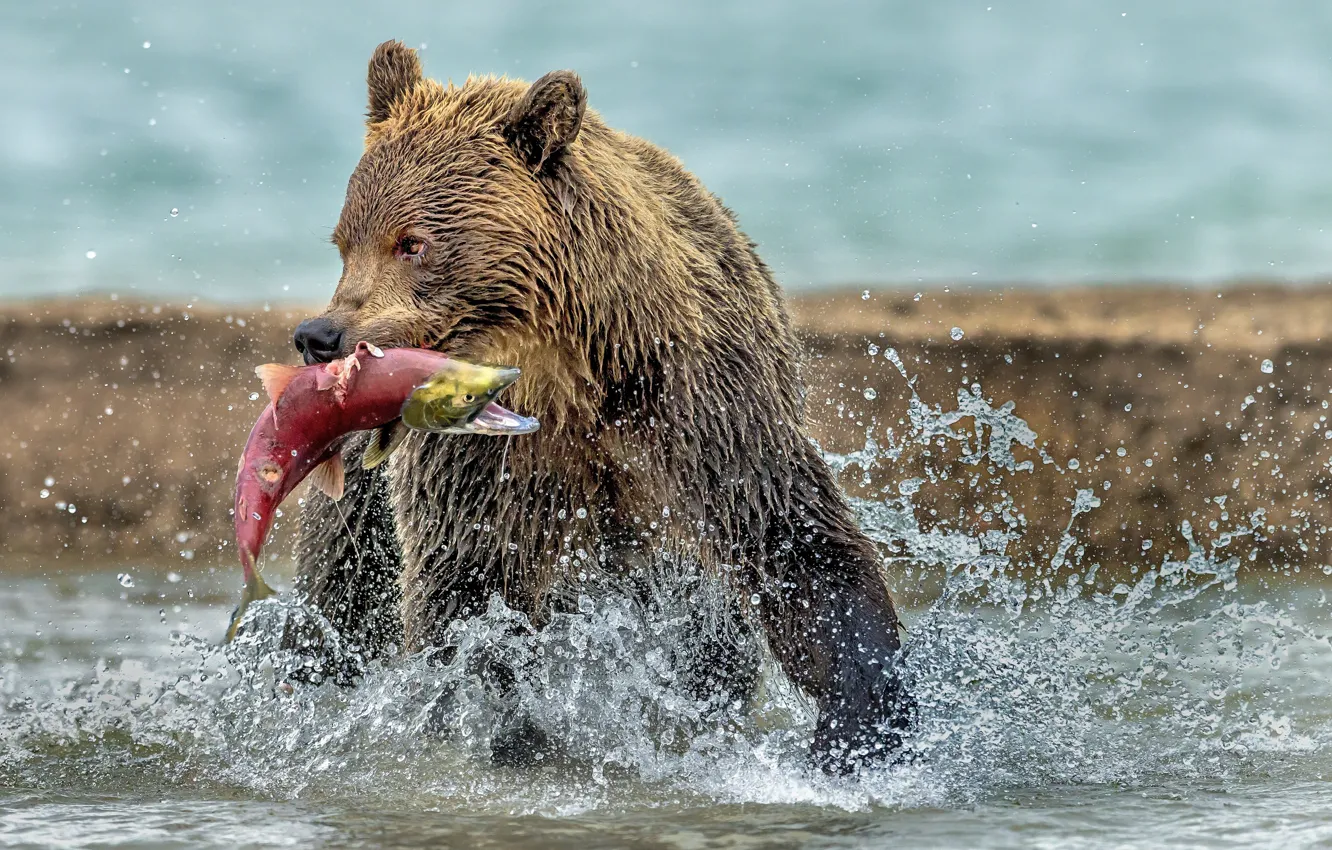 Фото обои вода, мокрый, медведь, мишка, добыча, улов, красная рыба