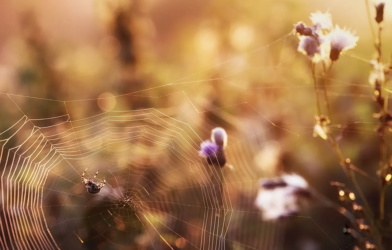 Фото обои осень, природа, паутина, паук