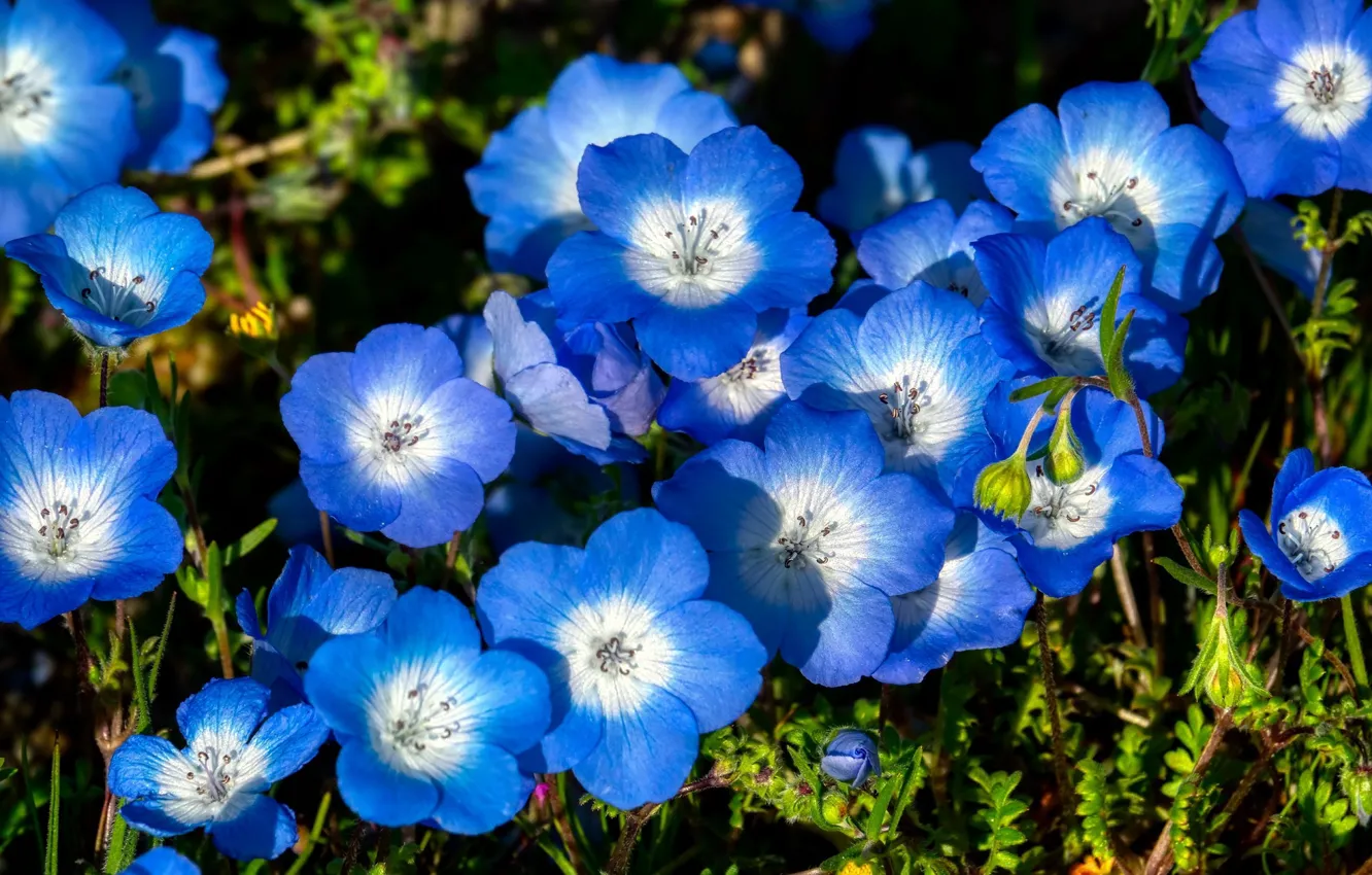 Фото обои природа, луг, синие цветы