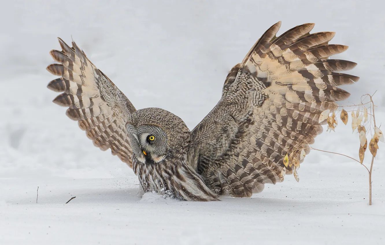 Фото обои feathers, snow, owl