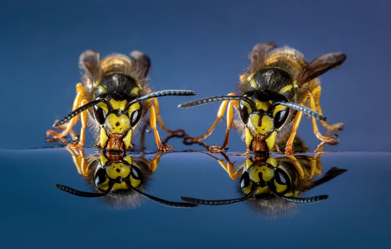 Фото обои насекомые, природа, Wasps