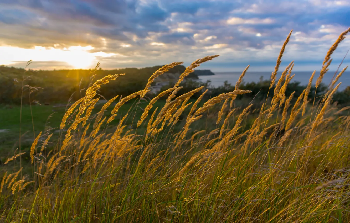 Фото обои море, трава, солнце, закат