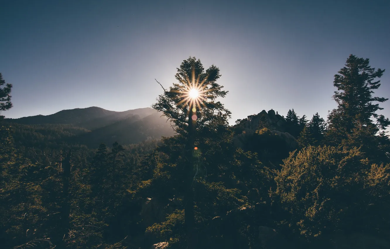 Фото обои солнце, деревья, горы