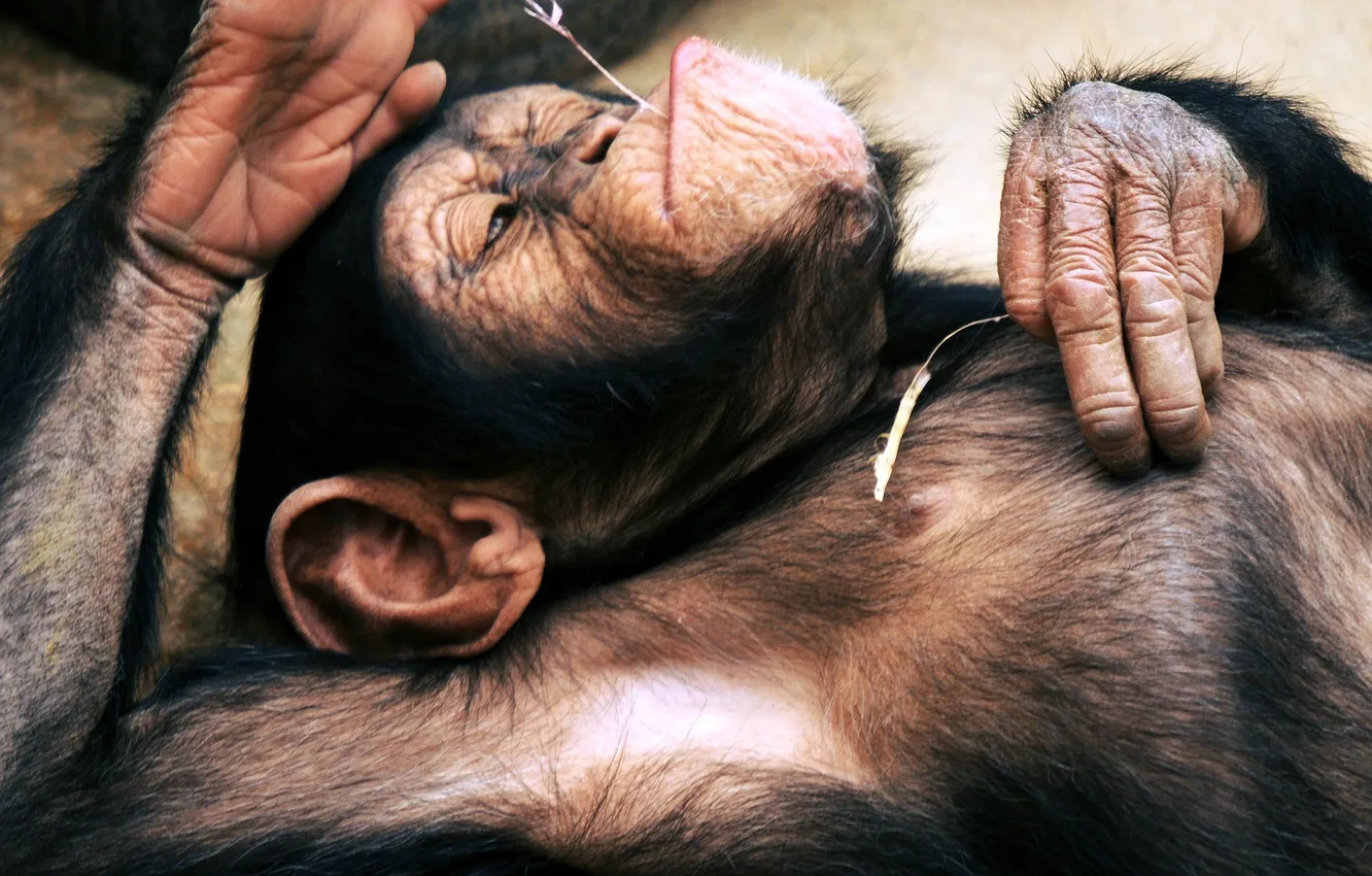 Фото обои лежит, Шимпанзе, отдыхает