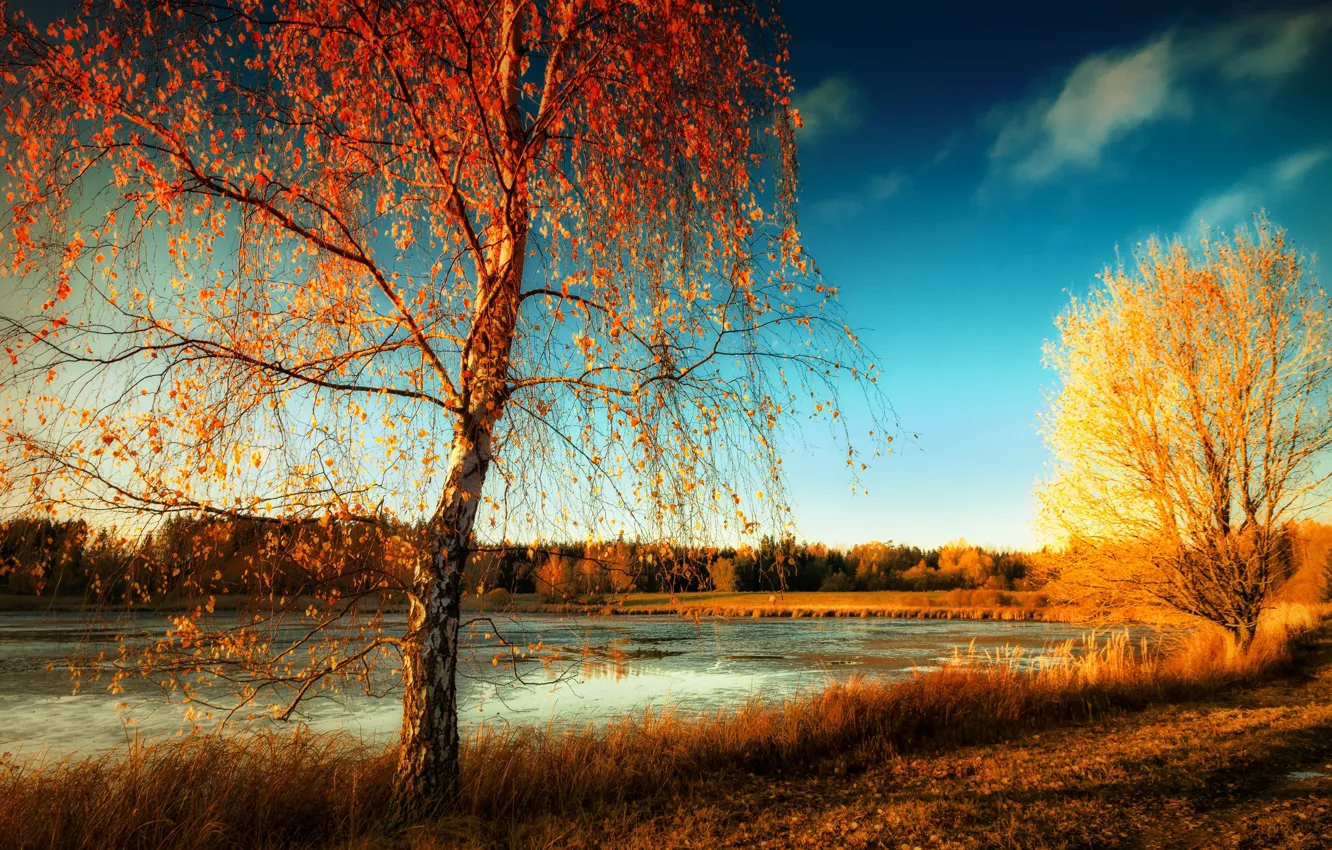 Фото обои осень, природа, берёза