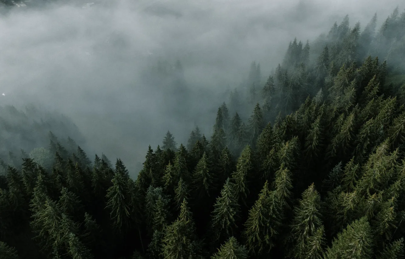 Фото обои Wood, Fog, Trees, Daniel Eliasheveskyi