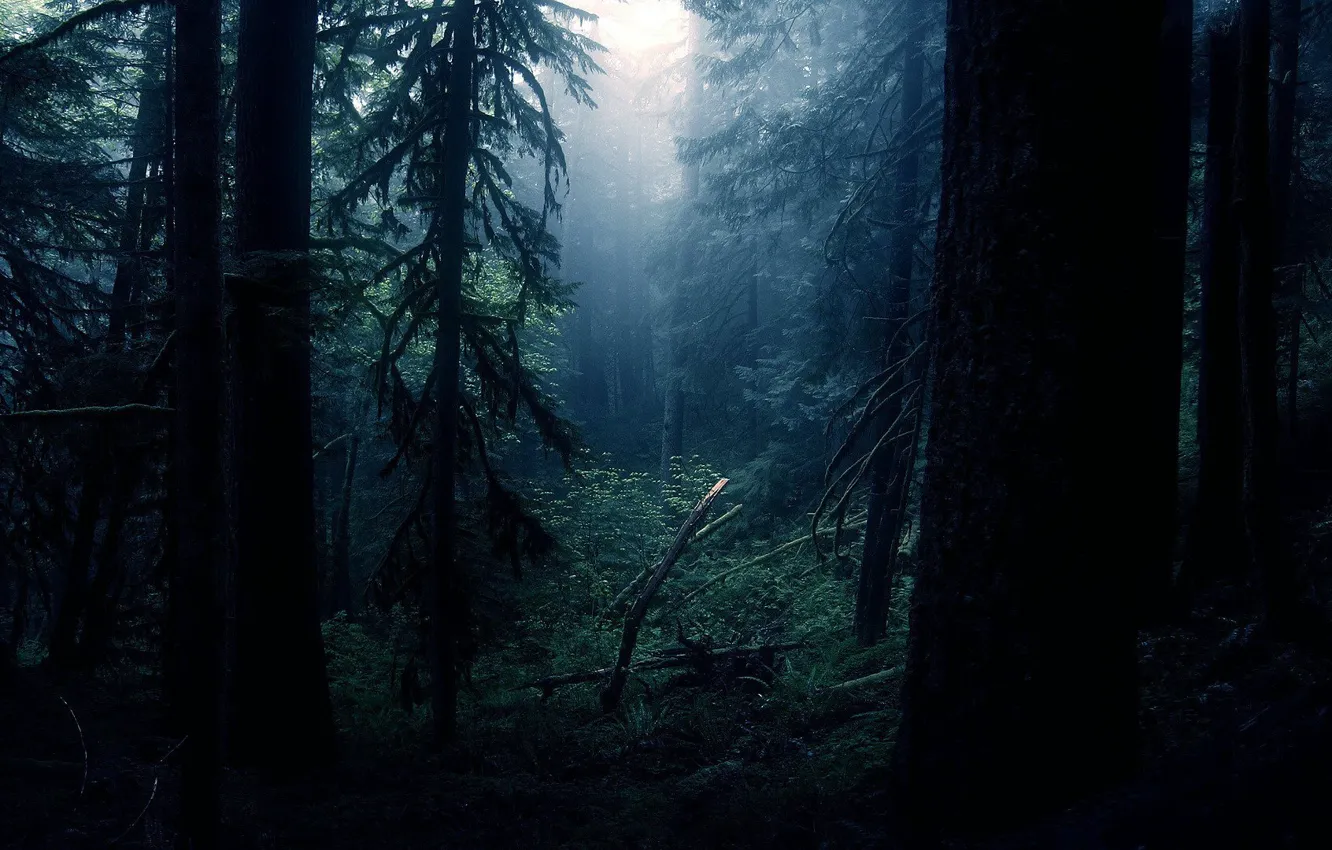 Фото обои лес, деревья, туман, чаща, мгла, Dark Forest