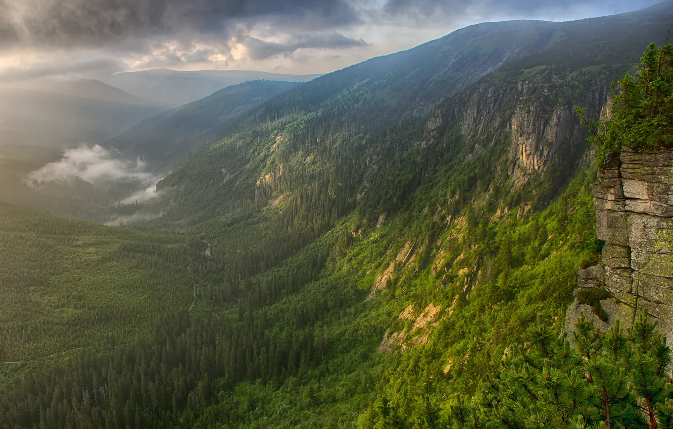 Фото обои лес, горы, туман, река, утро, долина