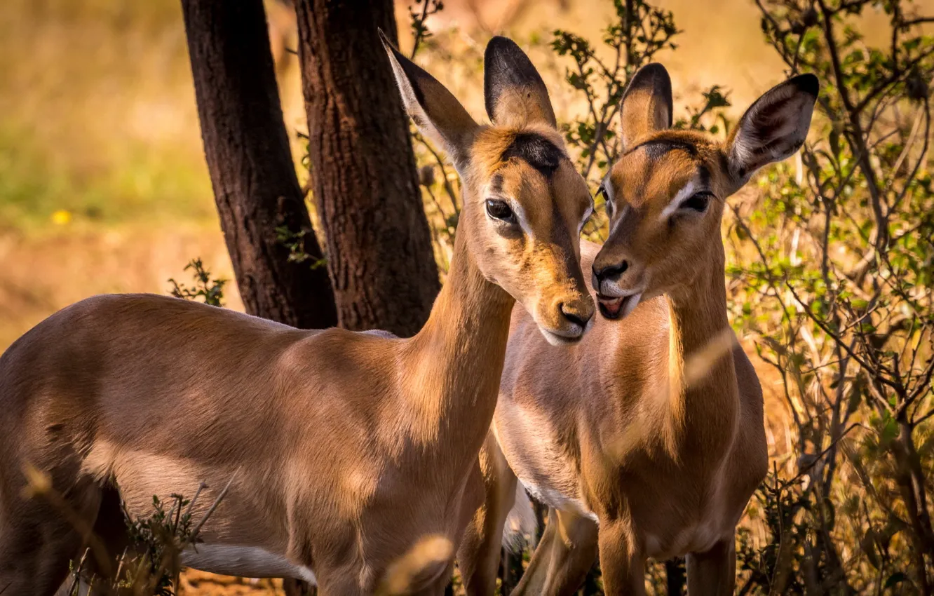 Фото обои South Africa, Impala, wildlife, Animal