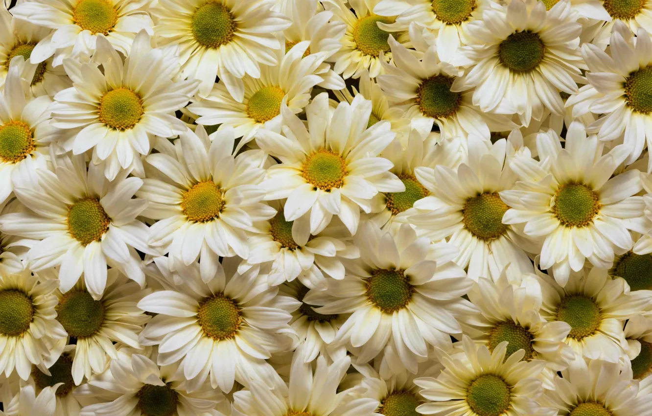 Фото обои цветы, белые, хризантемы