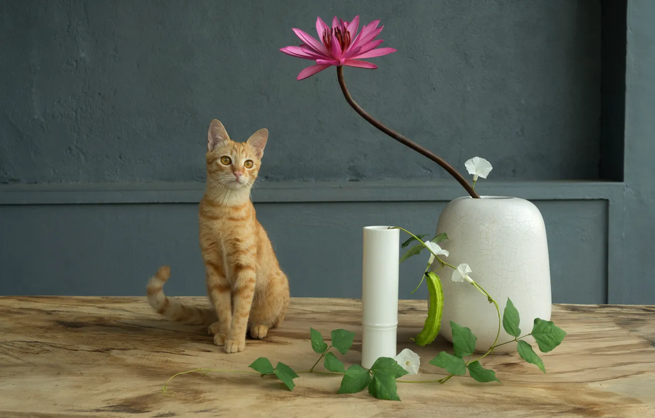 Фото обои кошка, цветок, кот, цветы, стол, стена, розовая, рыжий