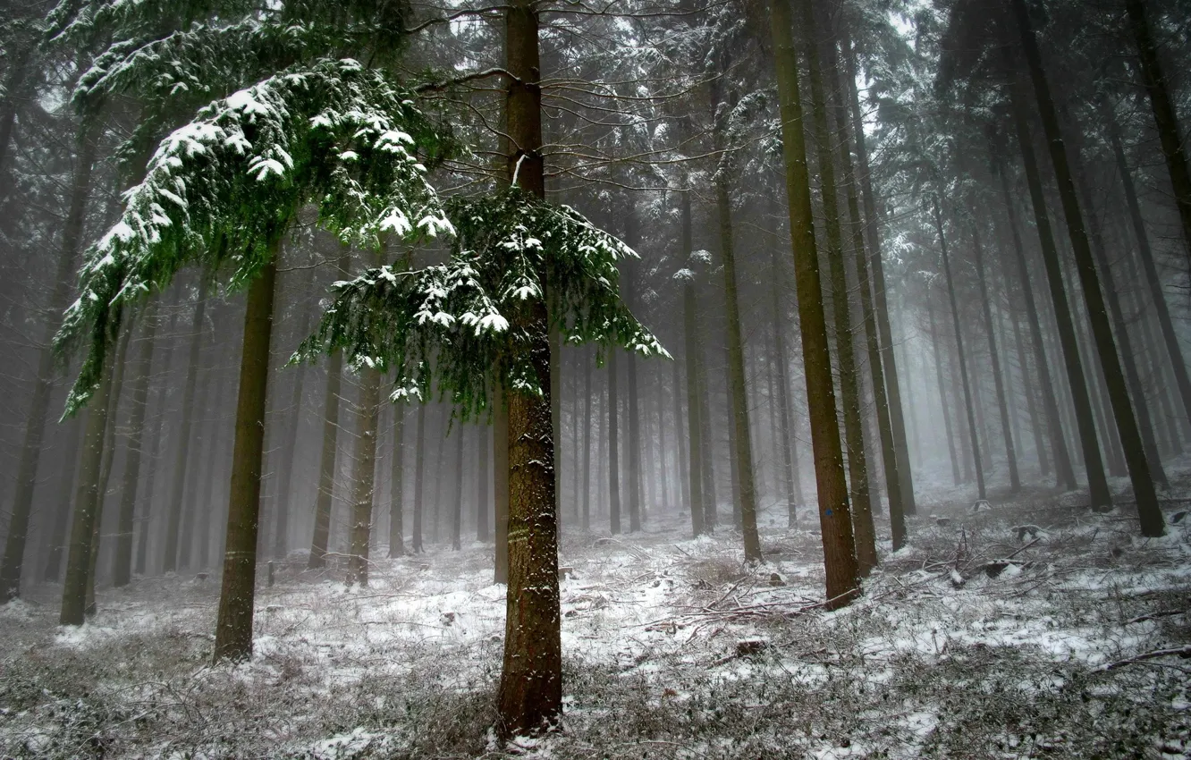 Фото обои лес, снег, деревья, пейзаж