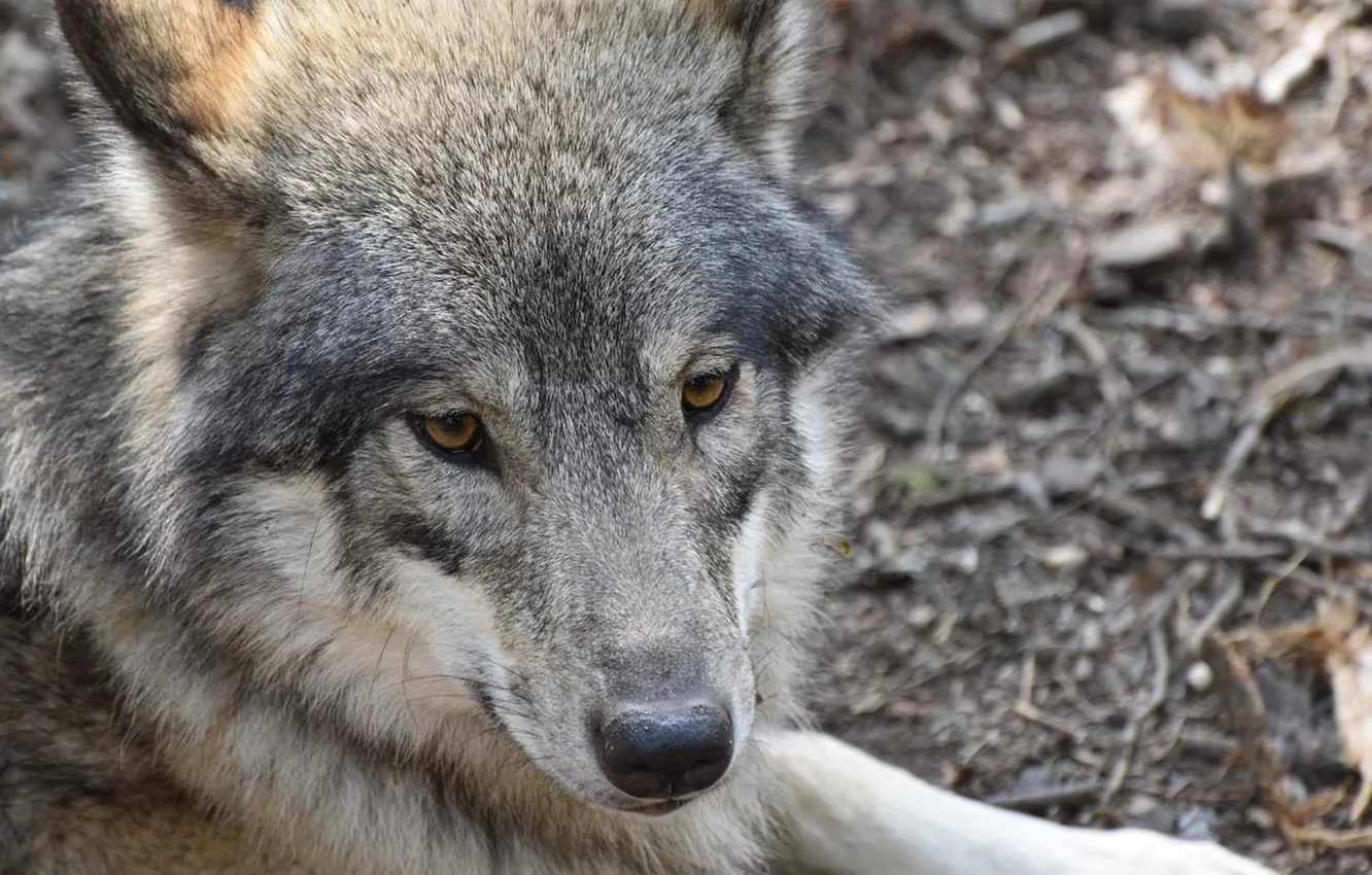 Фото обои nature, snow, predator, face, animal, wolf, wolves, wildlife